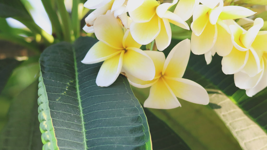 Saharan treatment (Frangipani fragrance) 50ml